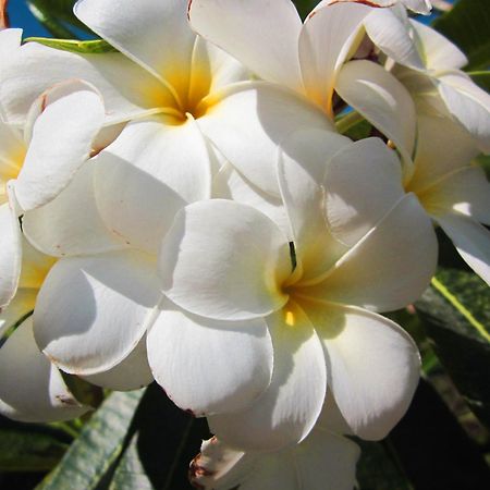 אובוד Frangipani Villas מראה חיצוני תמונה