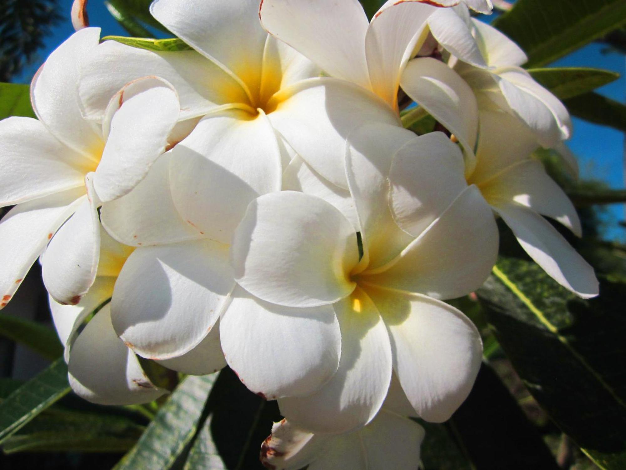 אובוד Frangipani Villas מראה חיצוני תמונה